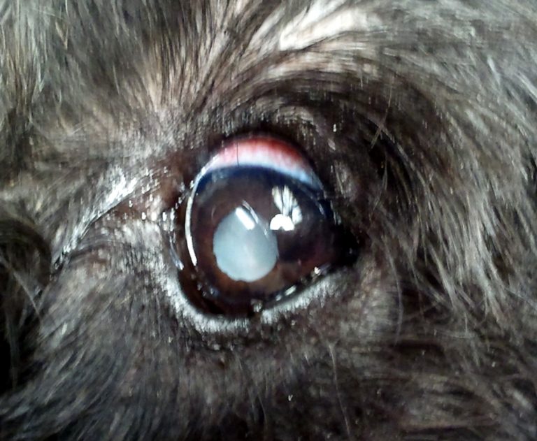 Access Veterinary Care | Resources - The Truth About...Cataracts